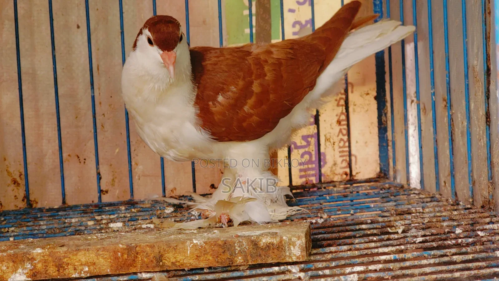 European Red Lahori Pigeon