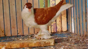European Red Lahori Pigeon