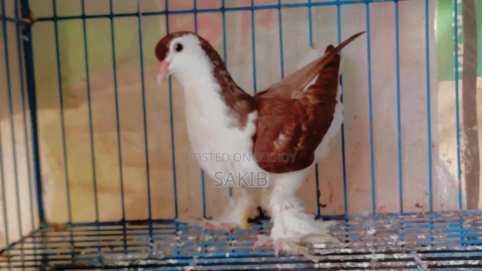 European Red Lahori Pigeon