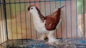 European Red Lahori Pigeon