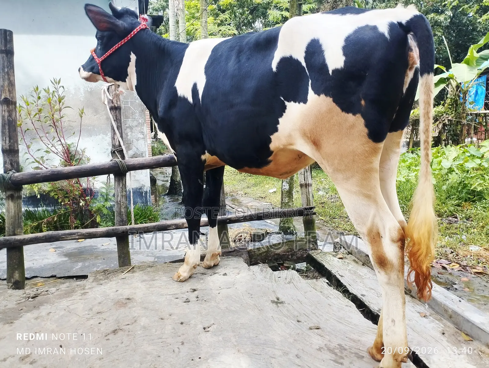 Buy Holstein Friesian Heifers Ready in Pairs and with Cash on Delivery