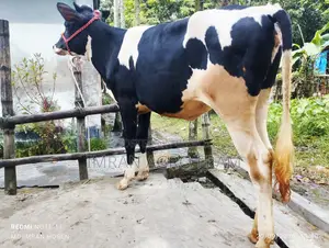 Buy Holstein Friesian Heifers Ready in Pairs and with Cash on Delivery