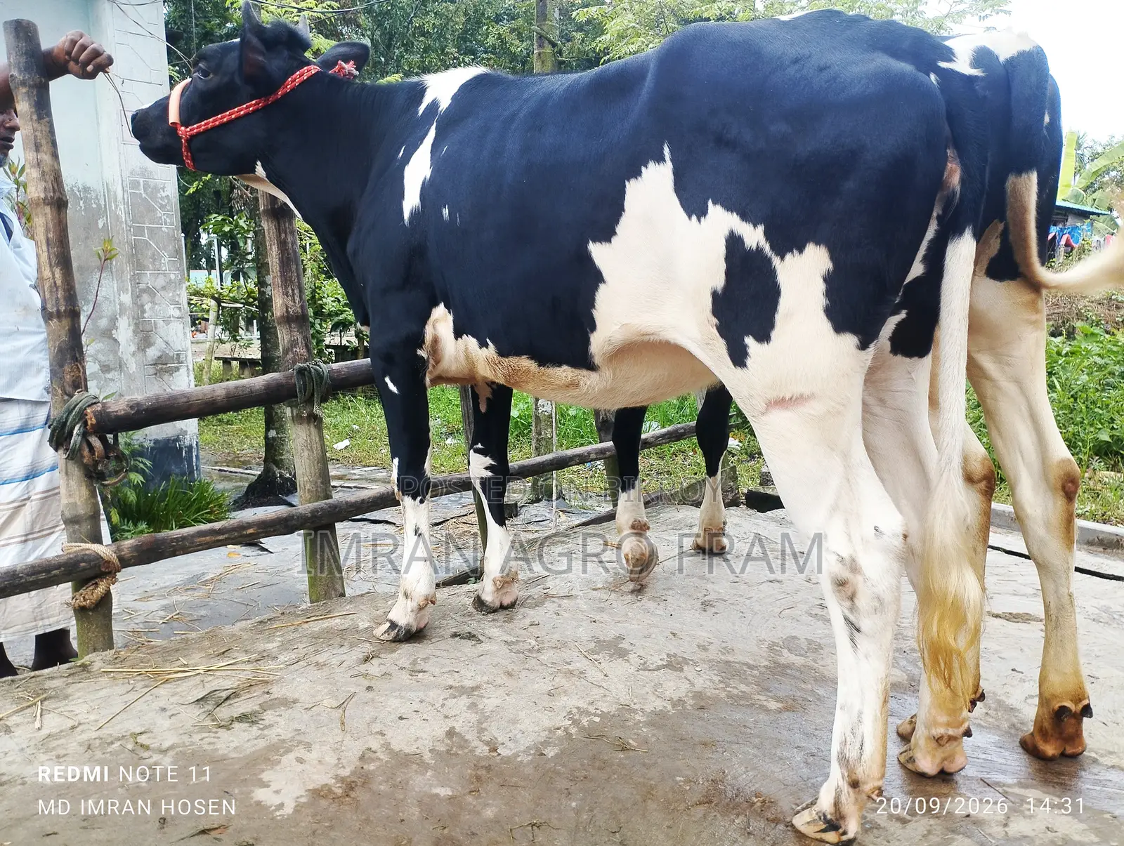 Buy Holstein Friesian Heifers Ready in Pairs and with Cash on Delivery