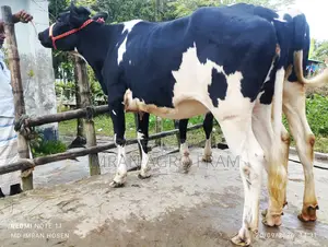 Buy Holstein Friesian Heifers Ready in Pairs and with Cash on Delivery
