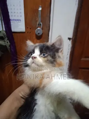 1-3 months Female Purebred Persian