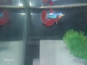 Fish sell