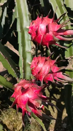 Dragon Fall ড্রাগন ফল