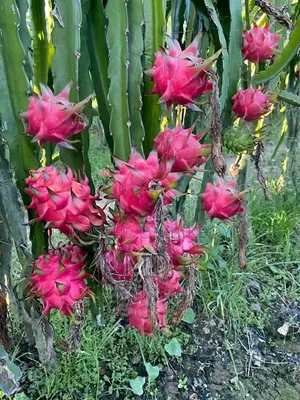 Dragon Fall ড্রাগন ফল