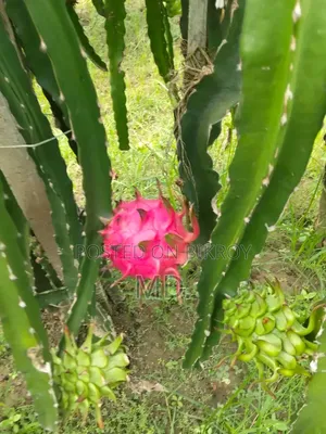 Dragon Fall ড্রাগন ফল