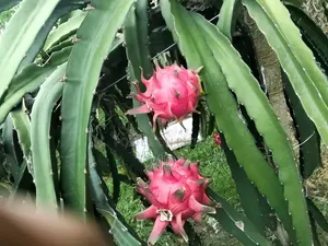 Dragon Fall ড্রাগন ফল