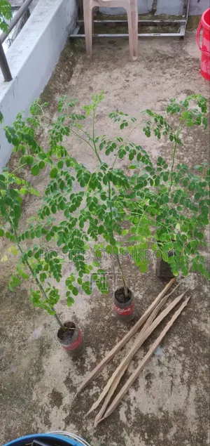 ফ্রেশ সজনে পাতা Moringa Leaf