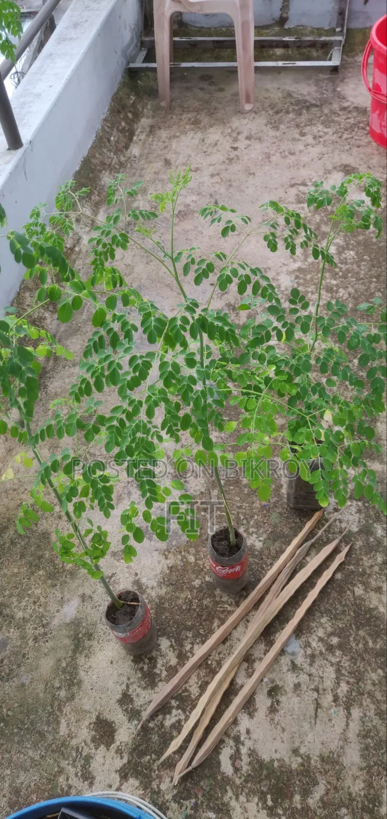 ফ্রেশ সজনে পাতা Moringa Leaf