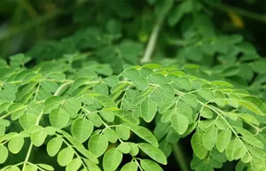 ফ্রেশ সজনে পাতা Moringa Leaf
