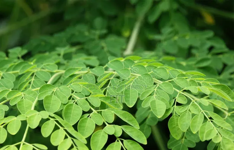 ফ্রেশ সজনে পাতা Moringa Leaf