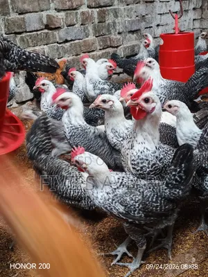 Fayoumi Chicken
