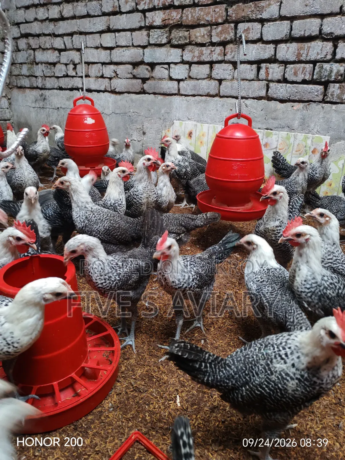 Fayoumi Chicken