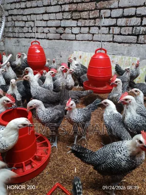 Fayoumi Chicken