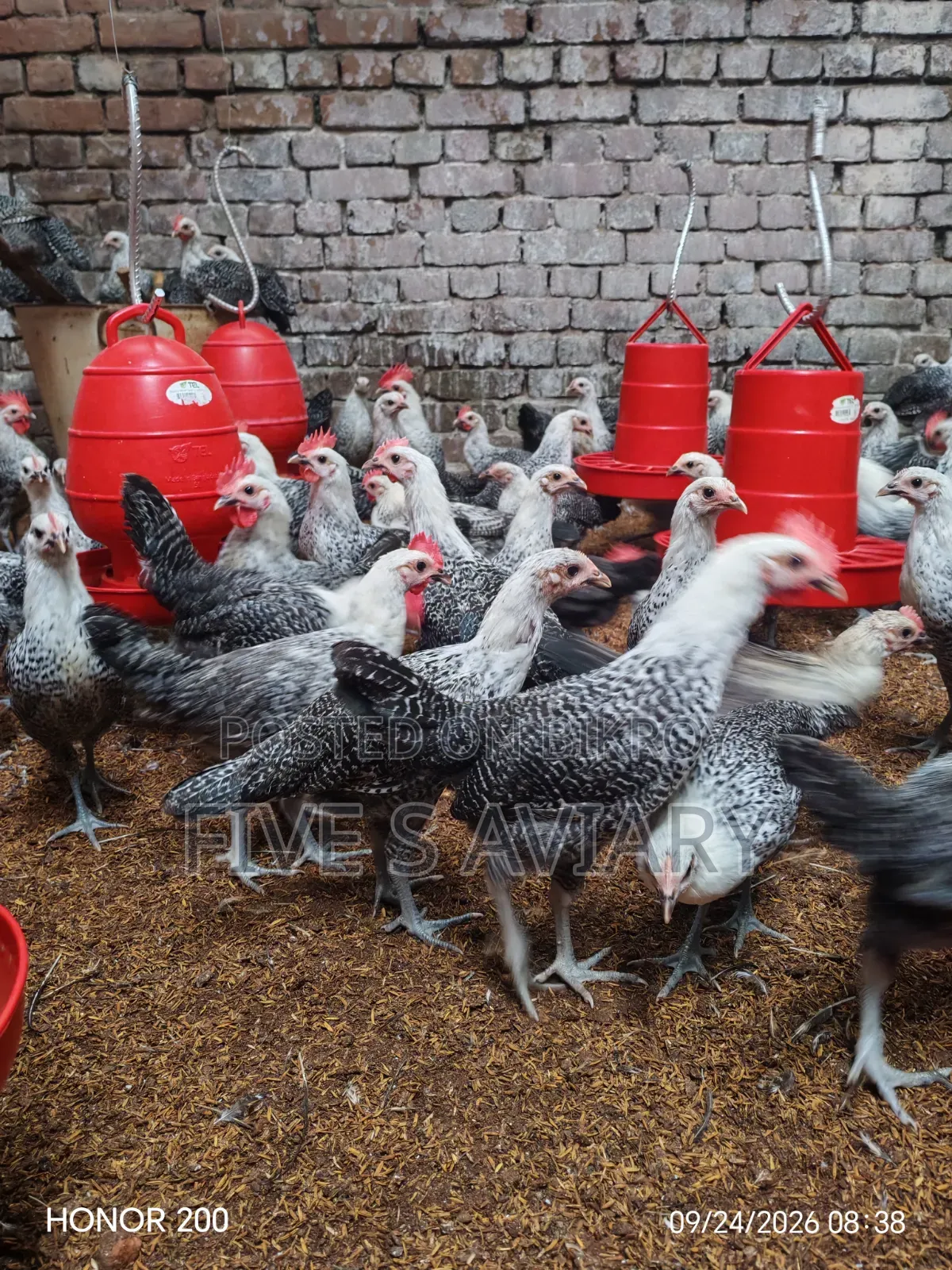 Fayoumi Chicken