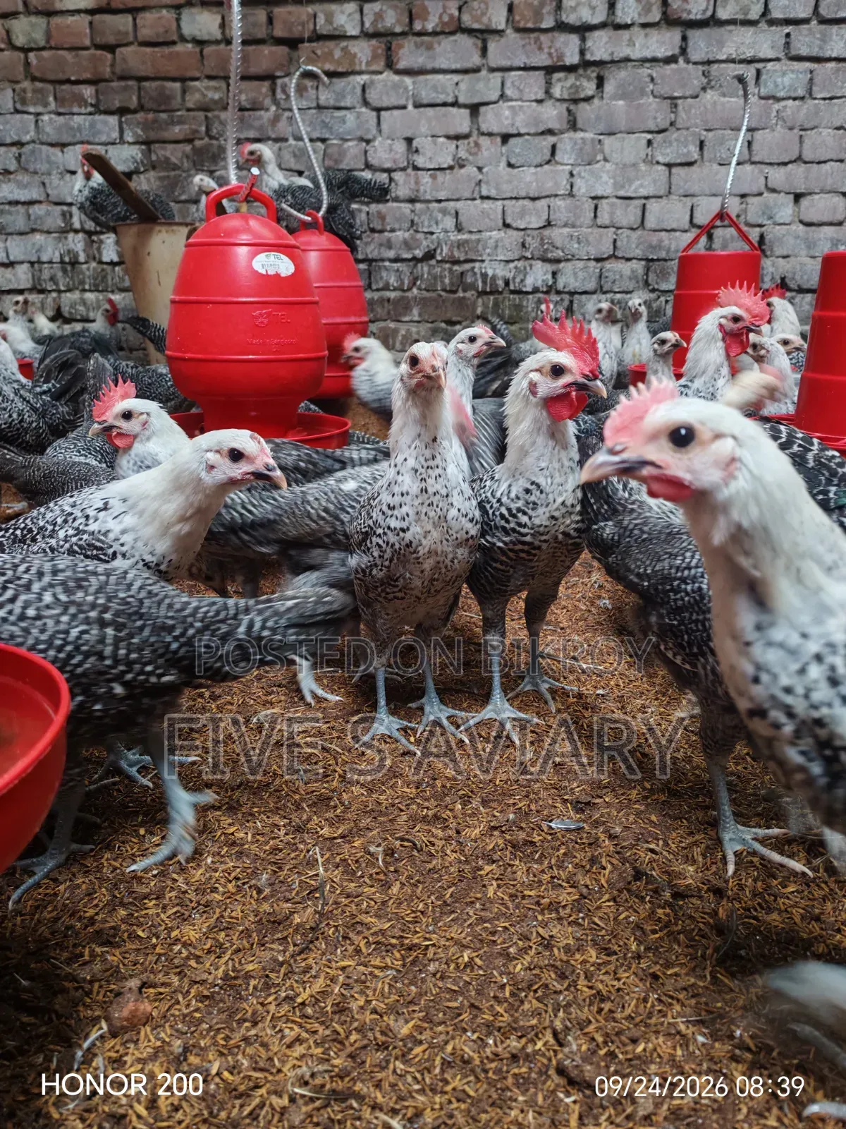 Fayoumi Chicken