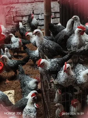 Fayoumi Chicken