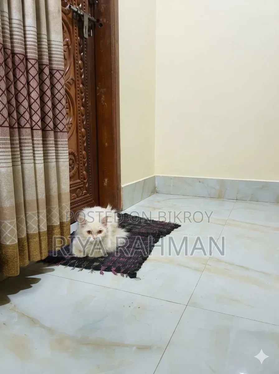 Beautiful Longhair Persian Mix Cat for Sale