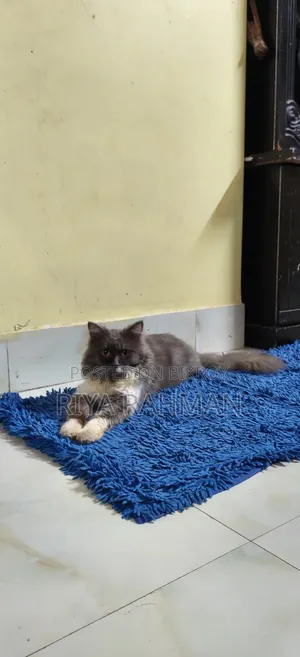 Beautiful Longhair Persian Mix Cat for Sale