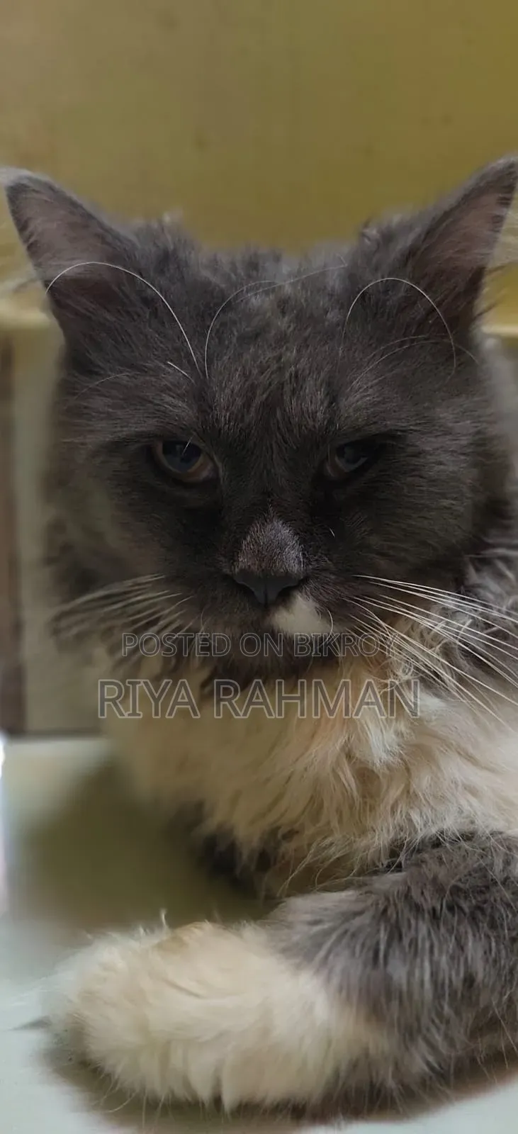 Beautiful Longhair Persian Mix Cat for Sale