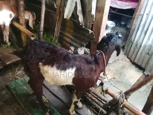 Pregnant Goat