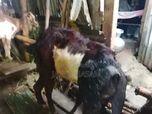 Pregnant Goat