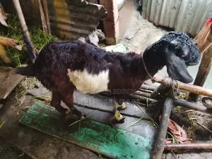Pregnant Goat