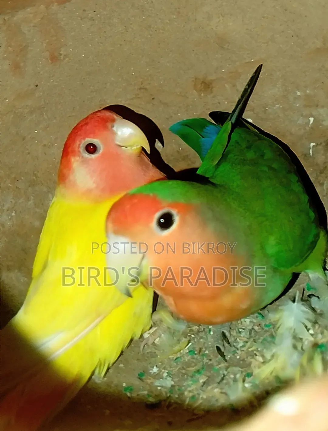 Love Bird Tame Pair