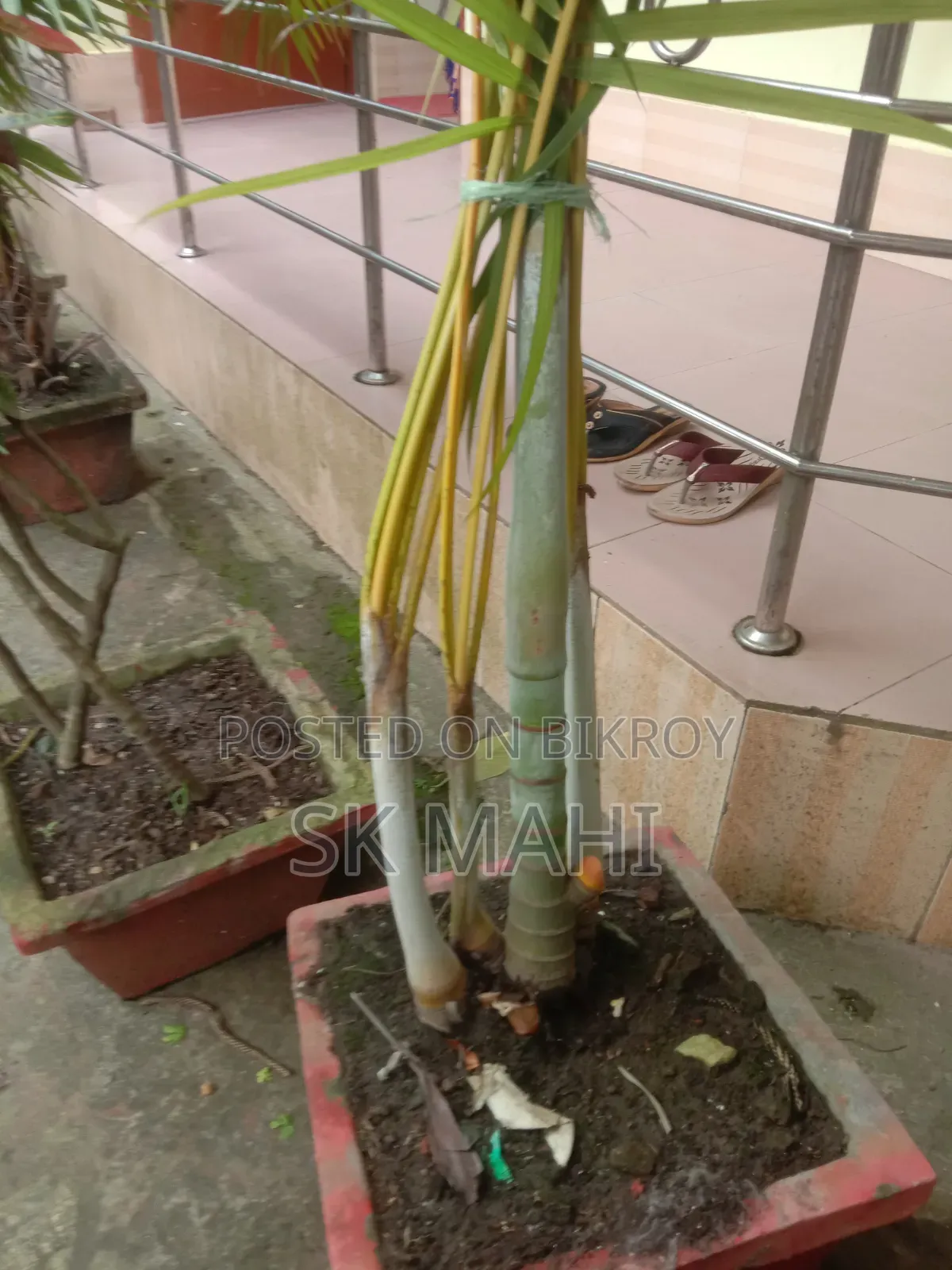 প্রিমিয়াম কোয়ালিটি গাছ। (Plant for Sale)