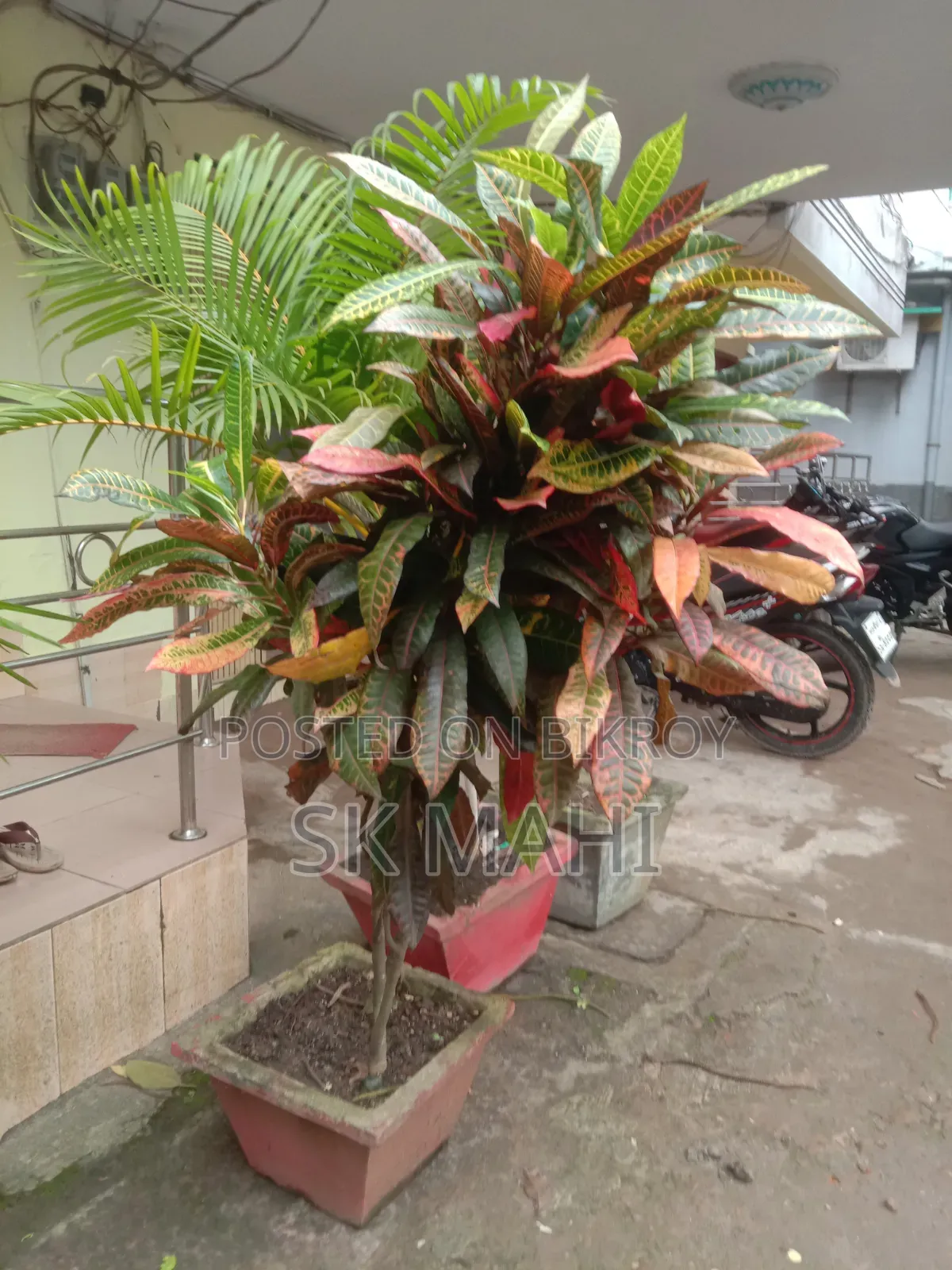 প্রিমিয়াম কোয়ালিটি গাছ। (Plant for Sale)