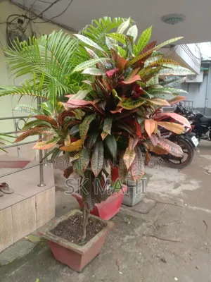 প্রিমিয়াম কোয়ালিটি গাছ। (Plant for Sale)