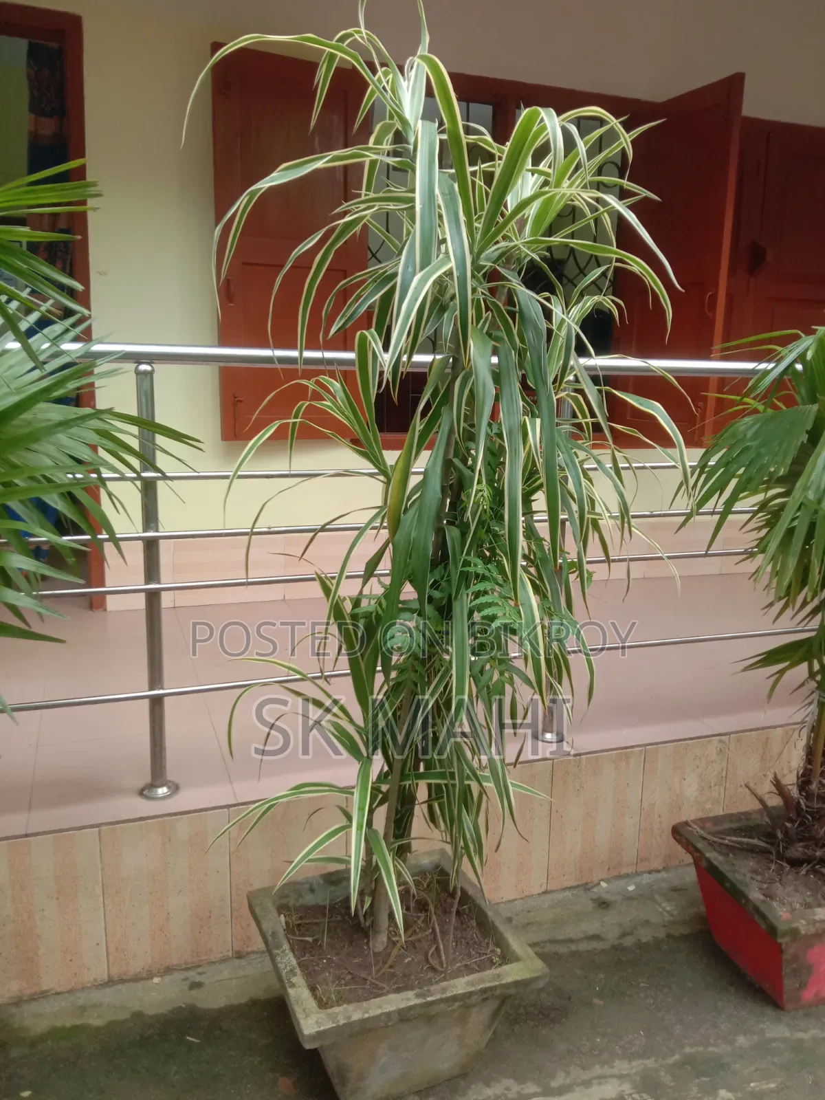 প্রিমিয়াম কোয়ালিটি গাছ। (Plant for Sale)