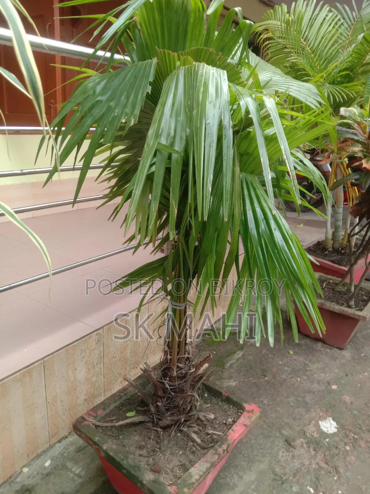 প্রিমিয়াম কোয়ালিটি গাছ। (Plant for Sale)
