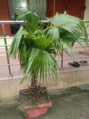 প্রিমিয়াম কোয়ালিটি গাছ। (Plant for Sale)