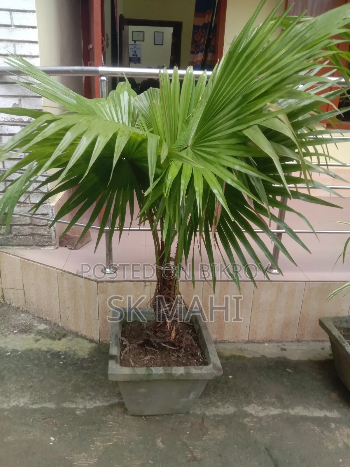 প্রিমিয়াম কোয়ালিটি গাছ। (Plant for Sale)