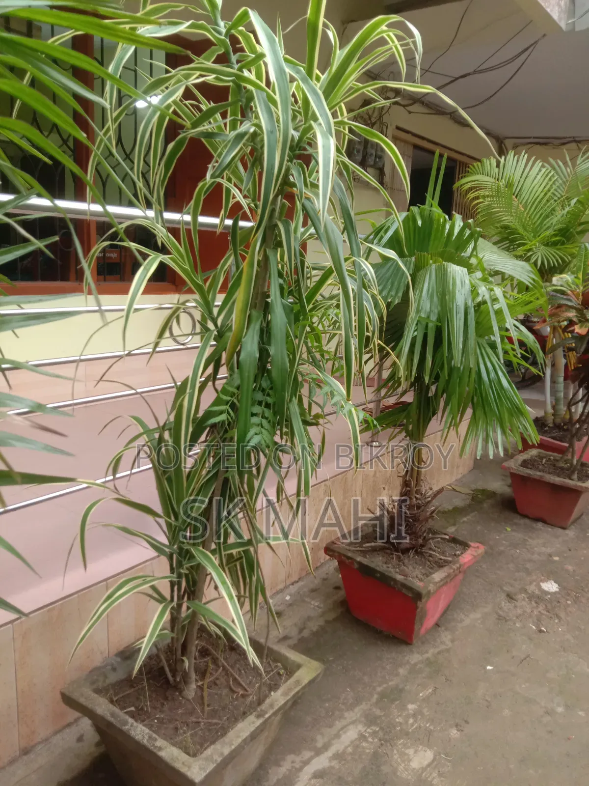প্রিমিয়াম কোয়ালিটি গাছ। (Plant for Sale)
