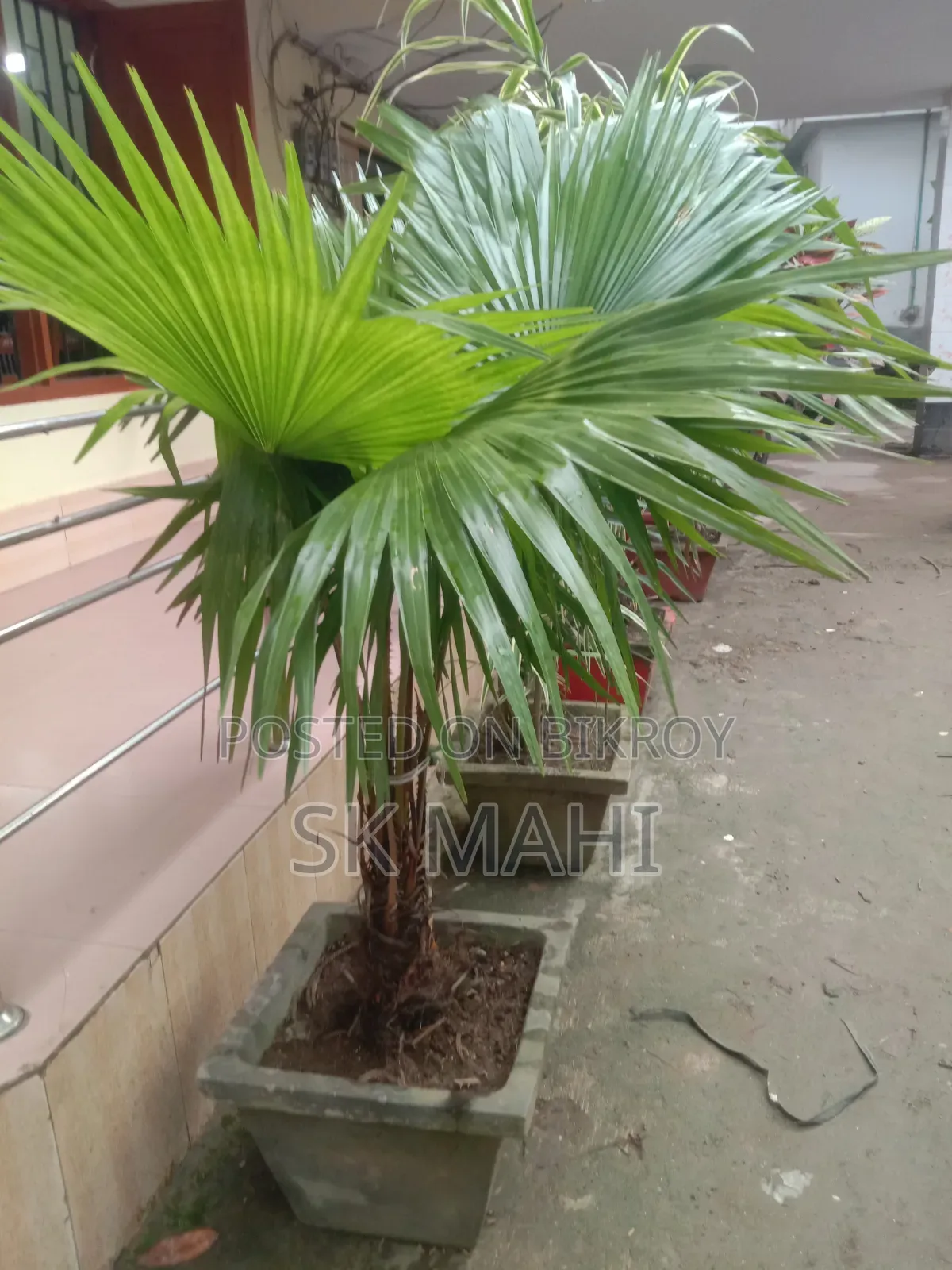 প্রিমিয়াম কোয়ালিটি গাছ। (Plant for Sale)