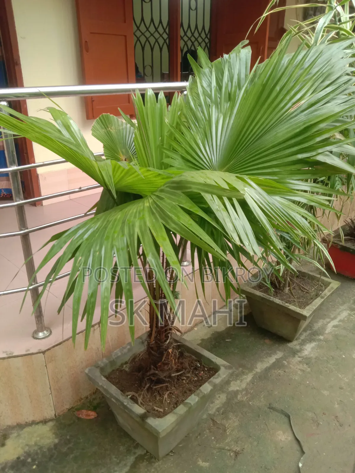 প্রিমিয়াম কোয়ালিটি গাছ। (Plant for Sale)