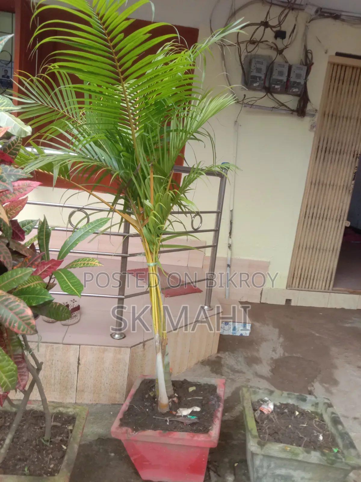 প্রিমিয়াম কোয়ালিটি গাছ। (Plant for Sale)