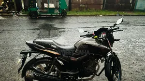 হিরো হাঙ্ক ২০১৯ ব্রাউন