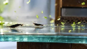 হাই কোয়ালিটি ইআর শ্রিম্প