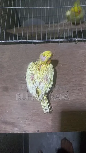 Tame Sized Lutino Cockatiel
