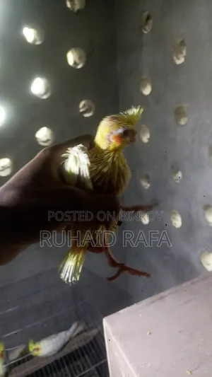 Tame Sized Lutino Cockatiel