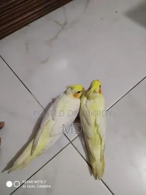 A pair of Lutino Red Eye Cockatiel fully tamed birds for sale