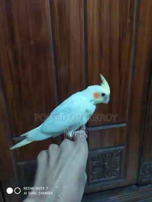A pair of Lutino Red Eye Cockatiel fully tamed birds for sale