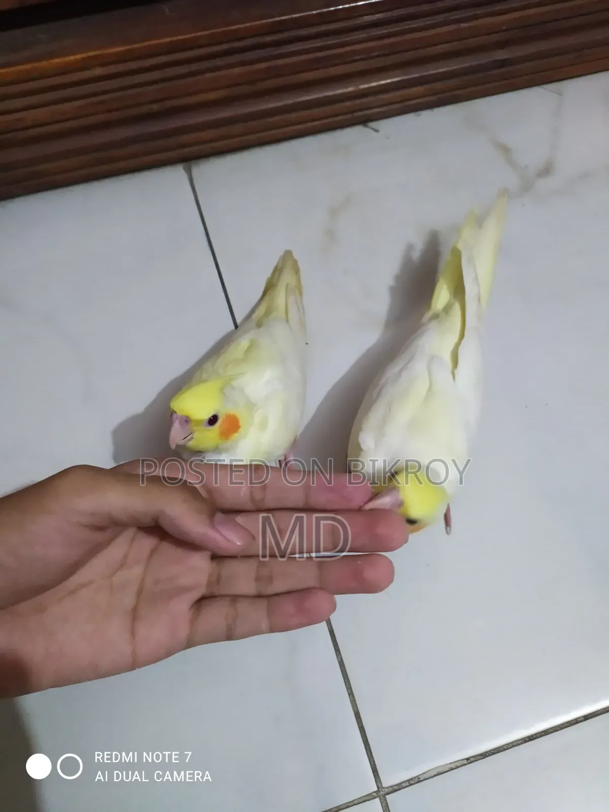 A pair of Lutino Red Eye Cockatiel fully tamed birds for sale