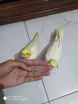 A pair of Lutino Red Eye Cockatiel fully tamed birds for sale